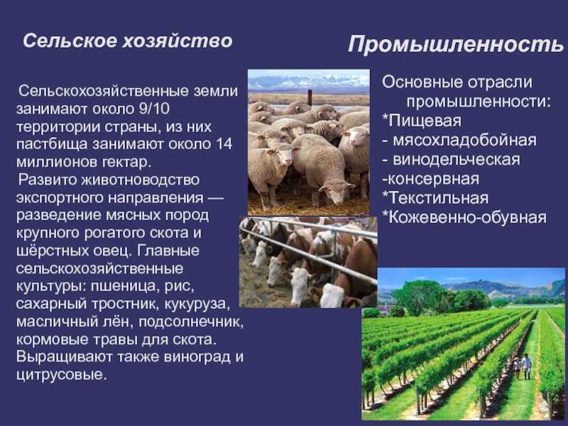 Отрасли сельского хозяйства. Животноводство это отрасль сельского хозяйства. Отрасли животноводства, развитые в стране. Промышленность хозяйства.