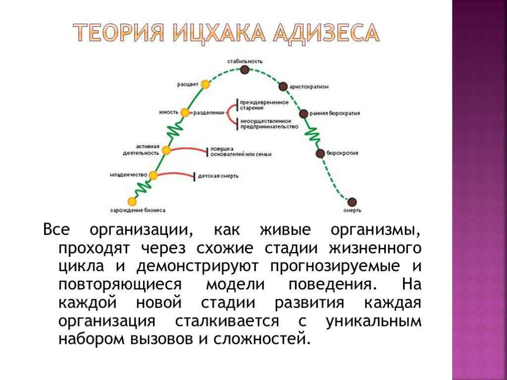 Модель жизненного цикла адизеса на практике
